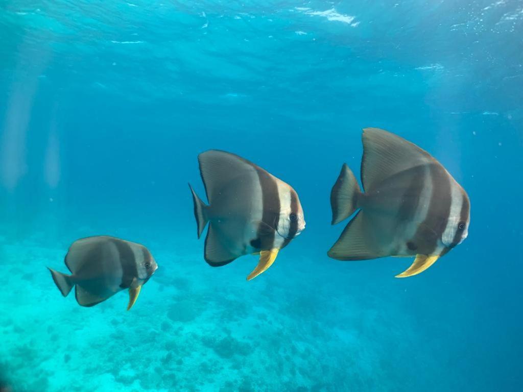 Beach Star Maldives Hangnaameedhoo Luaran gambar
